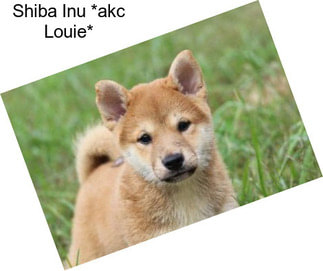 Shiba Inu *akc Louie*