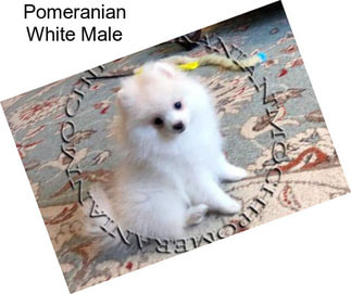 Pomeranian White Male