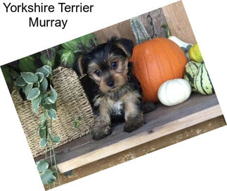 Yorkshire Terrier Murray