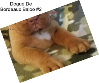 Dogue De Bordeaux Baloo #2