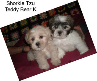 Shorkie Tzu Teddy Bear K