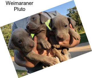 Weimaraner Pluto