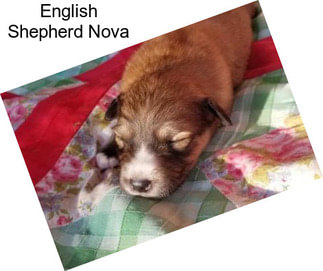 English Shepherd Nova