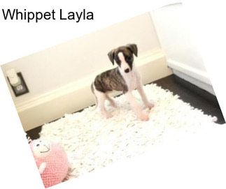 Whippet Layla