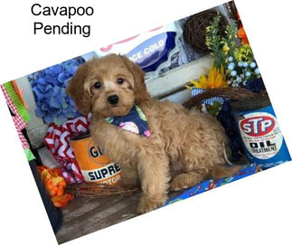 Cavapoo Pending