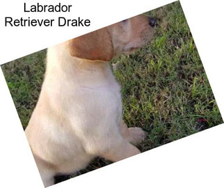 Labrador Retriever Drake
