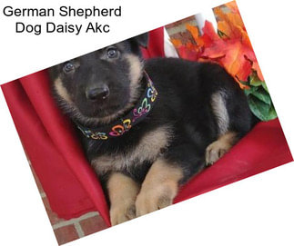 German Shepherd Dog Daisy Akc