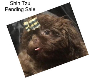 Shih Tzu Pending Sale