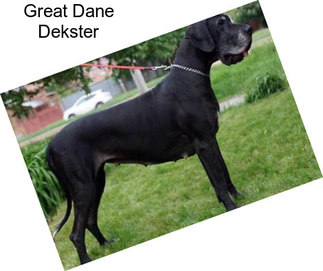 Great Dane Dekster