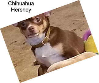 Chihuahua Hershey