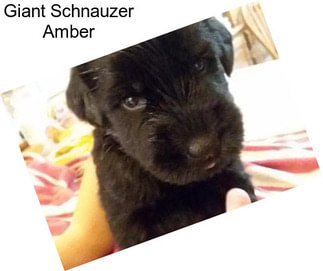 Giant Schnauzer Amber