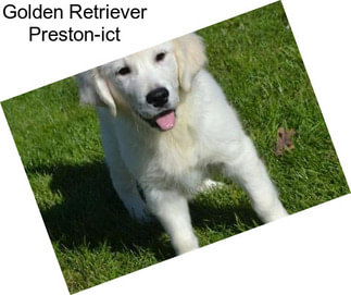 Golden Retriever Preston-ict