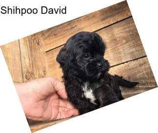 Shihpoo David