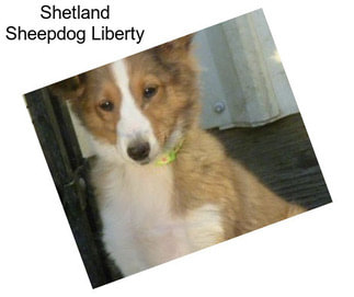 Shetland Sheepdog Liberty