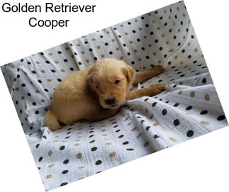 Golden Retriever Cooper