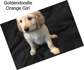 Goldendoodle Orange Girl