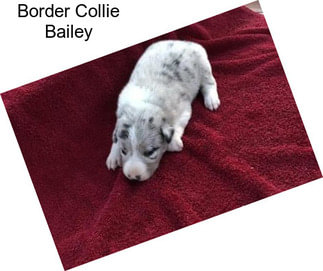 Border Collie Bailey