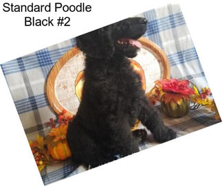 Standard Poodle Black #2
