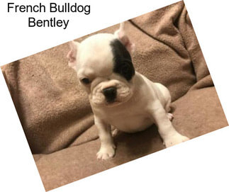 French Bulldog Bentley