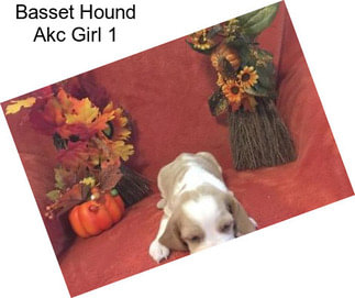 Basset Hound Akc Girl 1