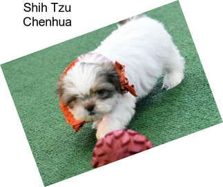 Shih Tzu Chenhua