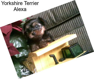 Yorkshire Terrier Alexa