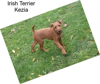 Irish Terrier Kezia