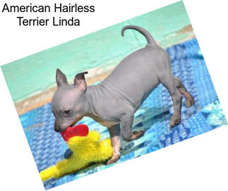 American Hairless Terrier Linda