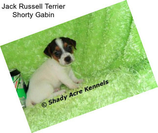 Jack Russell Terrier Shorty Gabin