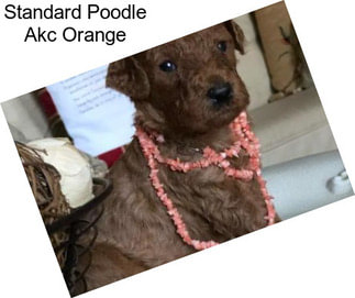 Standard Poodle Akc Orange