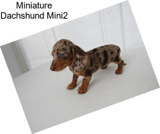 Miniature Dachshund Mini2