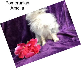 Pomeranian Amelia