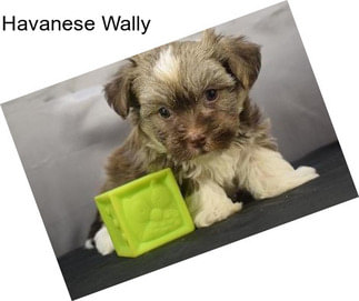 Havanese Wally