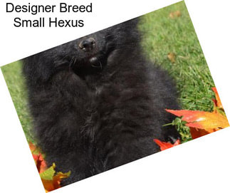 Designer Breed Small Hexus