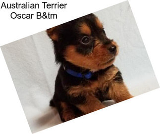 Australian Terrier Oscar B&tm