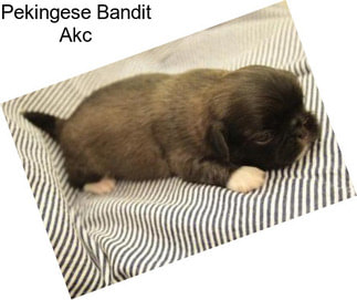 Pekingese Bandit Akc