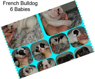 French Bulldog 6 Babies