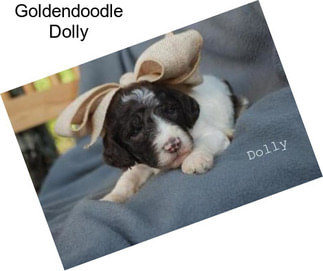 Goldendoodle Dolly