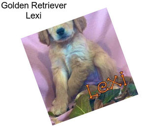 Golden Retriever Lexi