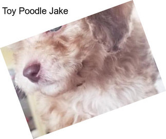 Toy Poodle Jake