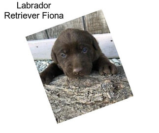 Labrador Retriever Fiona