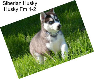 Siberian Husky Husky Fm 1-2