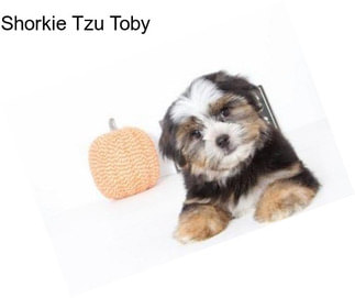 Shorkie Tzu Toby