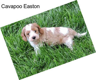 Cavapoo Easton