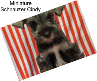 Miniature Schnauzer Cindy
