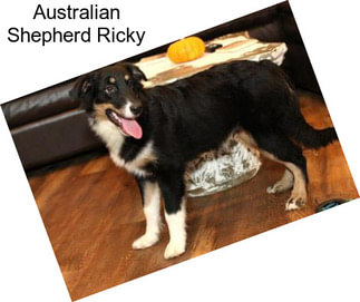 Australian Shepherd Ricky
