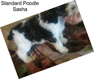 Standard Poodle Sasha