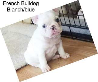 French Bulldog Blanch/blue