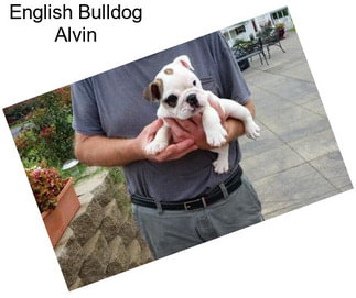 English Bulldog Alvin