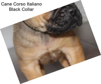 Cane Corso Italiano Black Collar